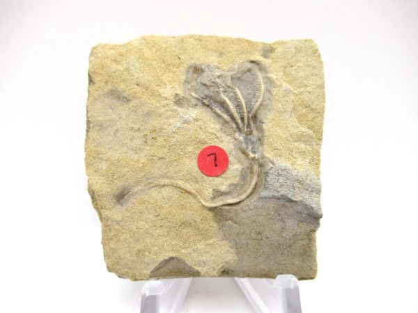 Gilmore City Iowa Crinoid #83