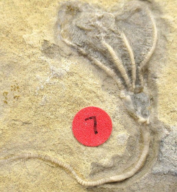 Gilmore City Iowa Crinoid #83 - Image 3