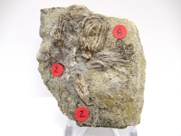 Gilmore City Iowa Crinoid #84