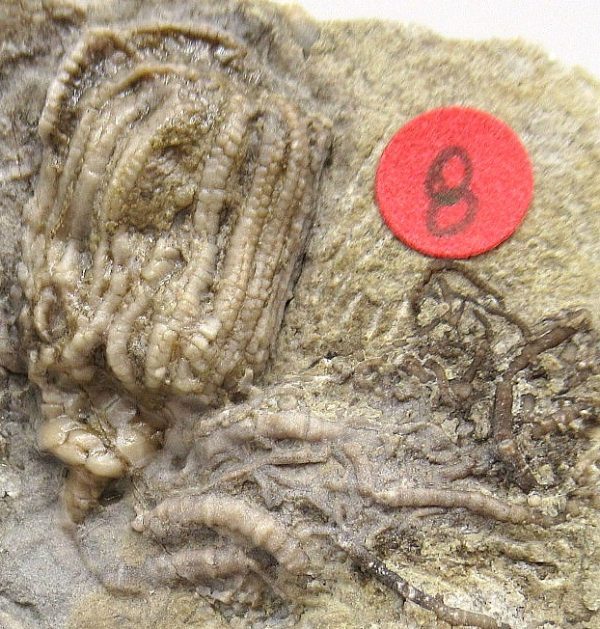 Gilmore City Iowa Crinoid #84 - Image 3