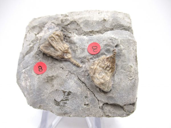 Gilmore City Iowa Crinoid #89