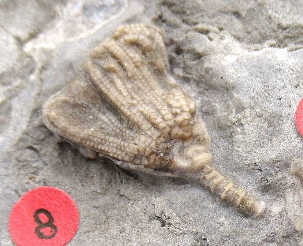 Gilmore City Iowa Crinoid #89 - Image 3