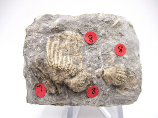 Gilmore City Iowa Crinoid #90