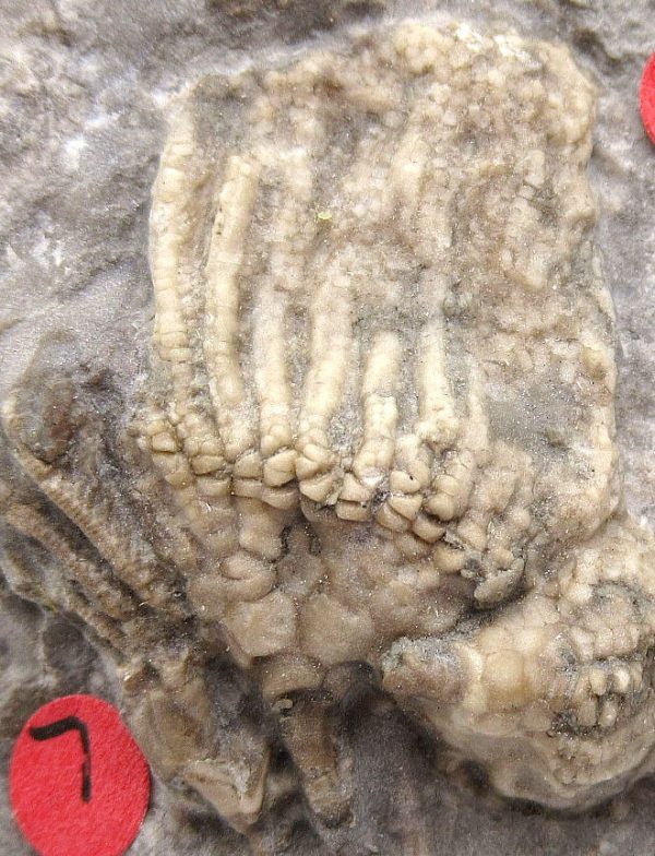 Gilmore City Iowa Crinoid #90 - Image 3