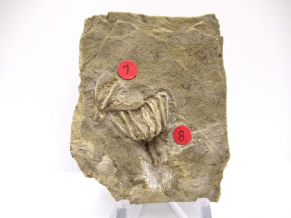 Gilmore City Iowa Crinoid #91