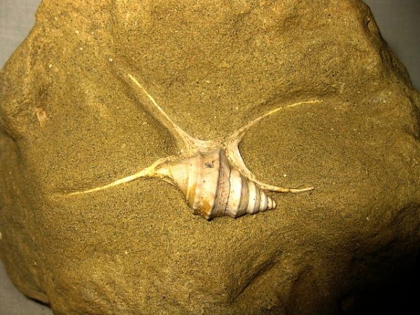 Italian Aporrhais  Gastropod 2 - Image 2