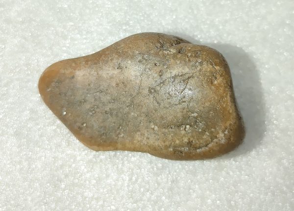 Large Dinosaur Gastrolith “Gizzard Stone” #7 - Image 2