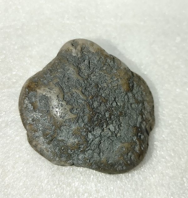 Large Dinosaur Gastrolith “Gizzard Stone” #8