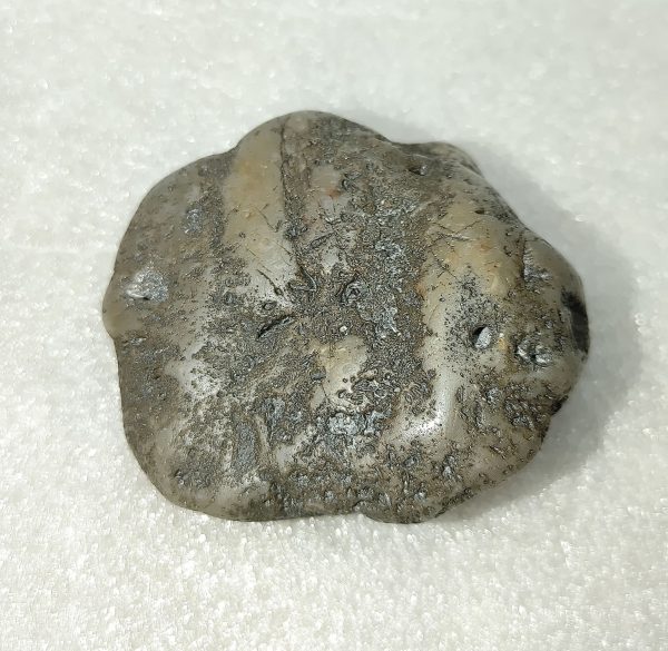 Large Dinosaur Gastrolith “Gizzard Stone” #8 - Image 2