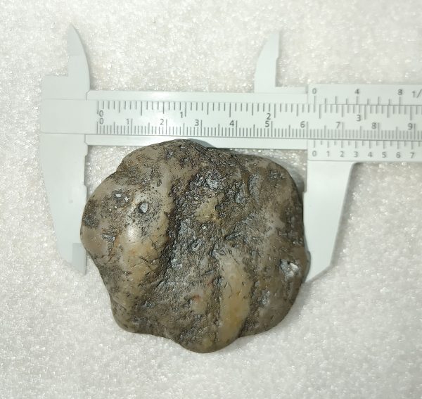 Large Dinosaur Gastrolith “Gizzard Stone” #8 - Image 3