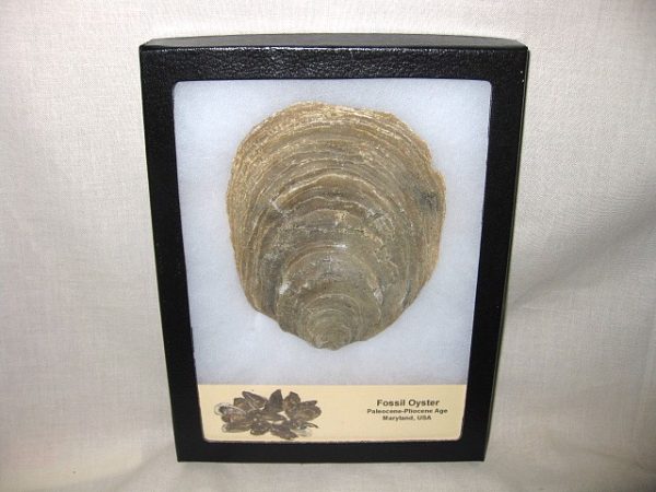 Maryland Fossil Oyster #1