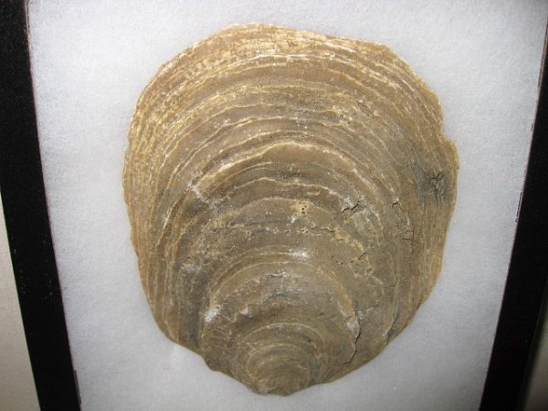 Maryland Fossil Oyster #1 - Image 2