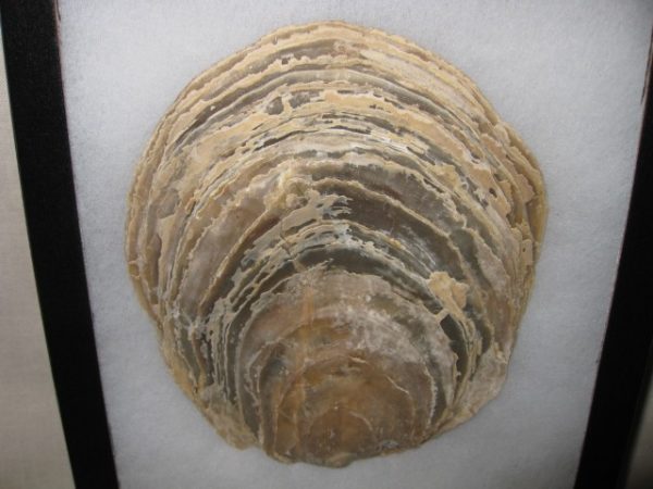 Maryland Fossil Oyster #3 - Image 2