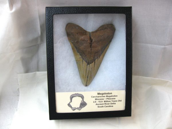 Megalodon Shark Tooth (X-Large) #1