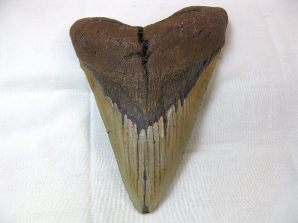 Megalodon Shark Tooth (X-Large) #1 - Image 2