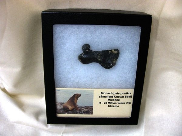 Genuine Miocene Monachipsis Pontica Seal Bone From Ukraine For Sale #1