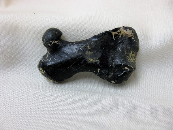 Genuine Miocene Monachipsis Pontica Seal Bone From Ukraine For Sale #1a