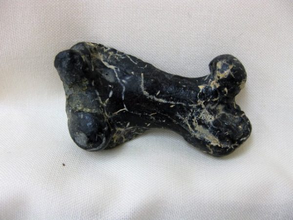 Genuine Miocene Monachipsis Pontica Seal Bone From Ukraine For Sale #1b