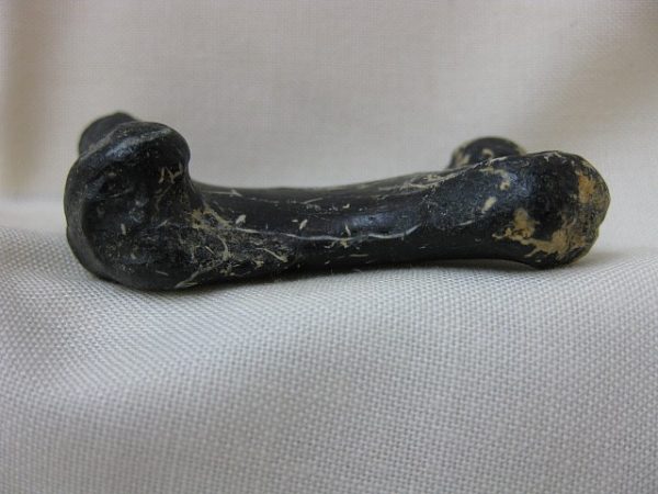 Genuine Miocene Monachipsis Pontica Seal Bone From Ukraine For Sale #1c