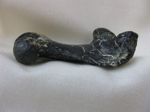 Genuine Miocene Monachipsis Pontica Seal Bone From Ukraine For Sale #1d