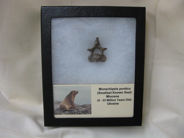 Genuine Miocene Monachipsis Pontica Seal Bone From Ukraine For Sale #2