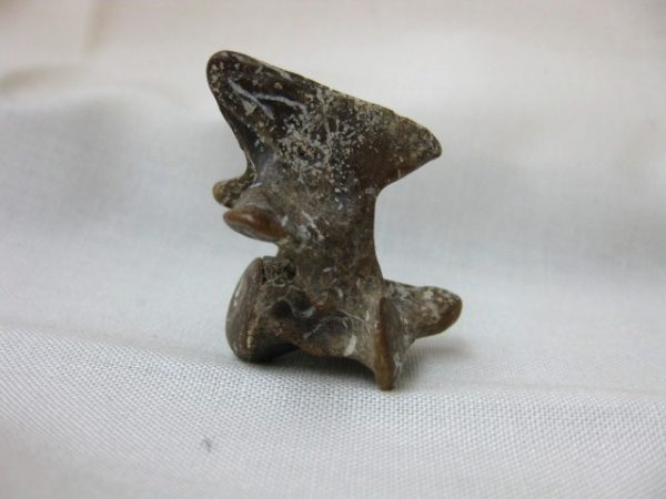 Genuine Miocene Monachipsis Pontica Seal Bone From Ukraine For Sale #2c