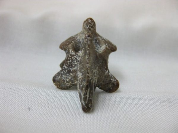 Genuine Miocene Monachipsis Pontica Seal Bone From Ukraine For Sale #2e