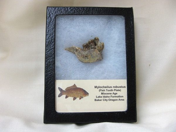 Genuine Miocene Mylocheilus robustus Fish Tooth Plate From Oregon For Sale #1