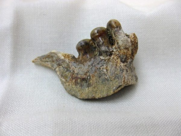 Genuine Miocene Mylocheilus robustus Fish Tooth Plate From Oregon For Sale #1a