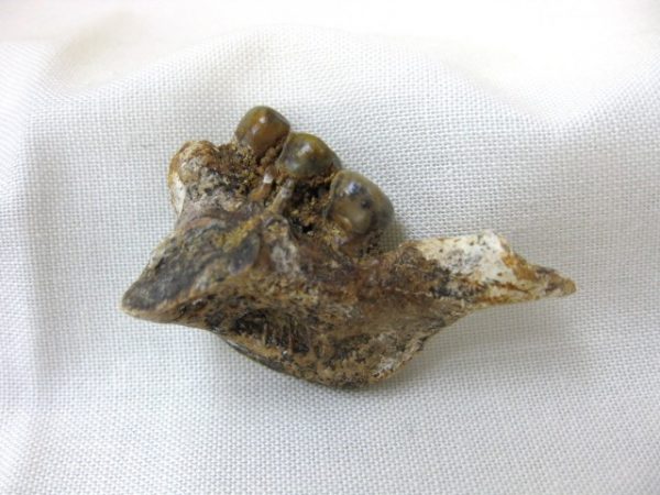 Genuine Miocene Mylocheilus robustus Fish Tooth Plate From Oregon For Sale #1b