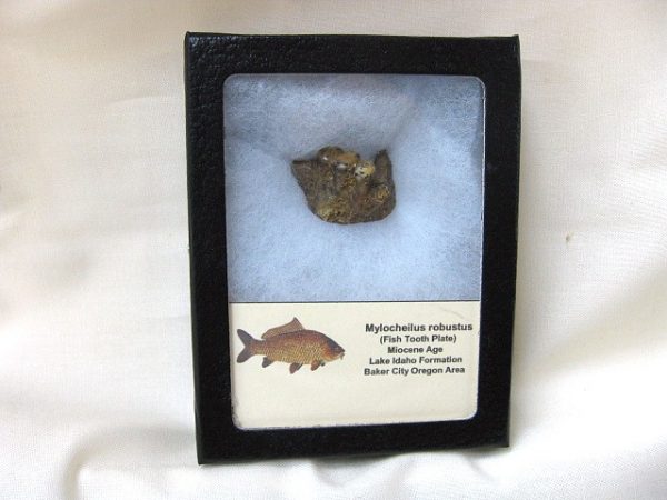 Genuine Miocene Mylocheilus robustus Fish Tooth Plate From Oregon For Sale #3