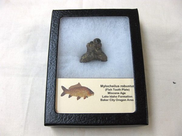 Genuine Miocene Mylocheilus robustus Fish Tooth Plate From Oregon For Sale #4