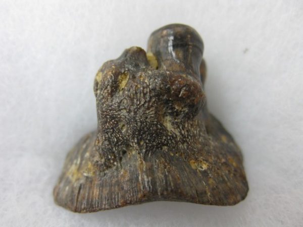 Genuine Miocene Mylocheilus robustus Fish Tooth Plate From Oregon For Sale #4a