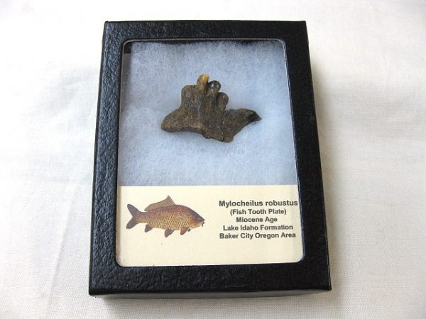 Genuine Miocene Mylocheilus robustus Fish Tooth Plate From Oregon For Sale #6