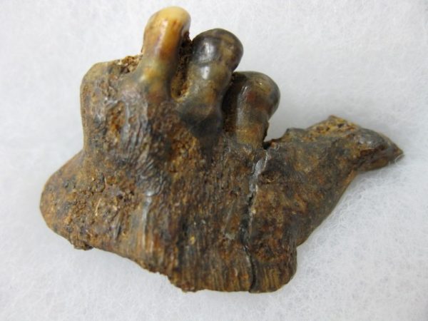 Genuine Miocene Mylocheilus robustus Fish Tooth Plate From Oregon For Sale #6a