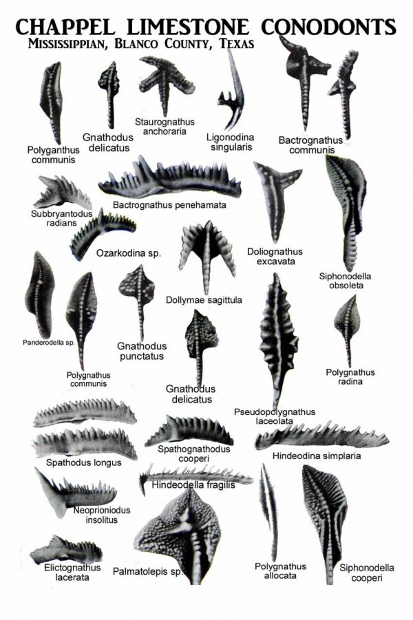 Mississippian Age Conodont Collection - Image 12