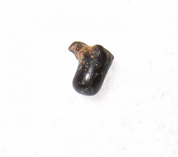 Cretaceous Amphibian Tooth #1 - Image 2