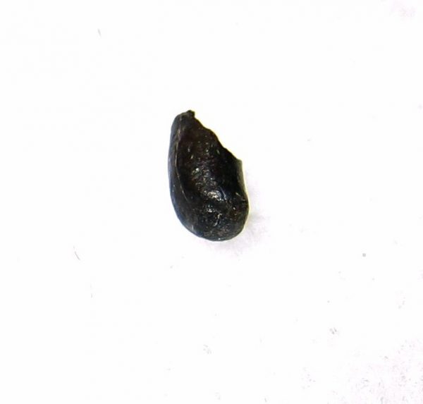 Cretaceous Amphibian Tooth #5 - Image 2