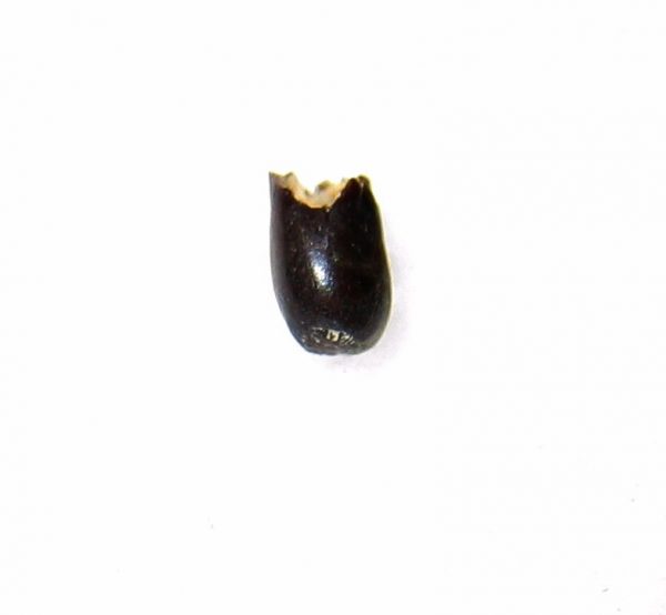 Cretaceous Amphibian Tooth #7 - Image 2