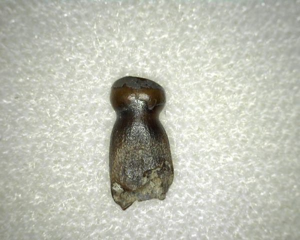 Brachychampsa Tooth #2 - Image 2