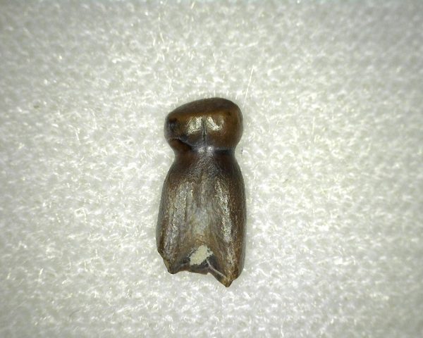 Brachychampsa Tooth #2 - Image 4