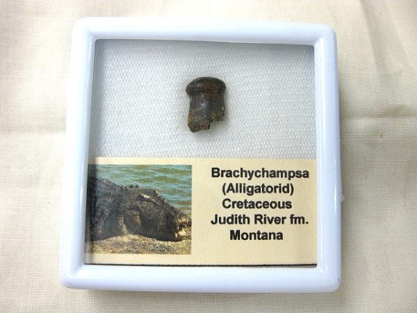 Brachychampsa Tooth #3