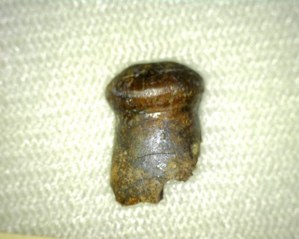 Brachychampsa Tooth #3 - Image 2