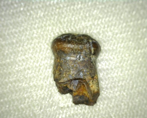 Brachychampsa Tooth #3 - Image 4