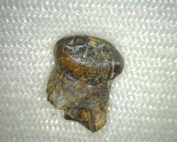 Brachychampsa Tooth #3 - Image 3