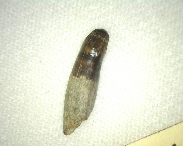 Leidyosuchus Tooth #2 - Image 2