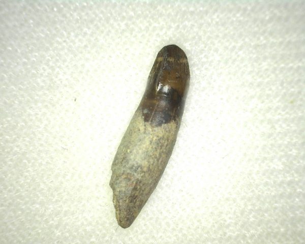 Leidyosuchus Tooth #2 - Image 3