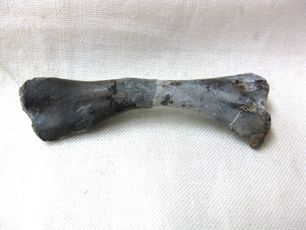 Mycterosaurus longiceps Femur #1 - Image 2