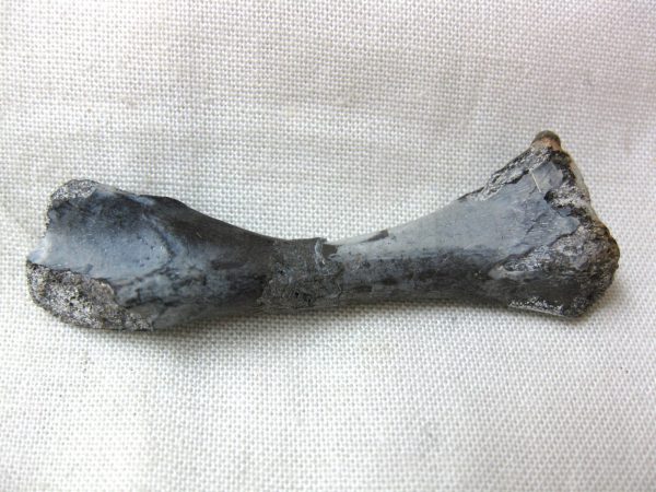 Mycterosaurus longiceps Femur #1 - Image 6