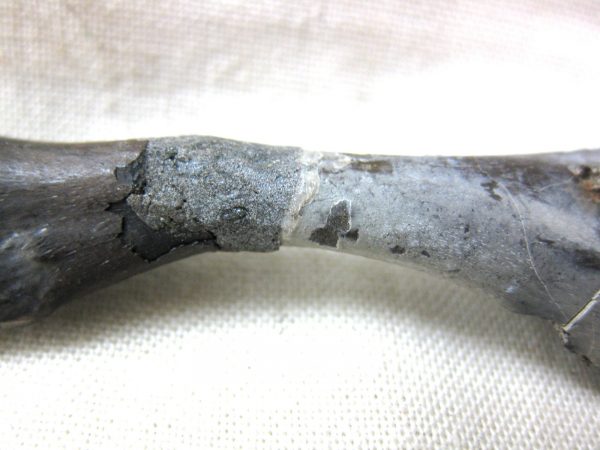 Mycterosaurus longiceps Femur #1 - Image 3